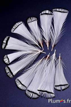 Fagiano Lady Armherst - 7-10 cm - bianco naturale